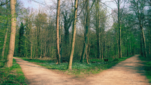 perception blog two paths woods