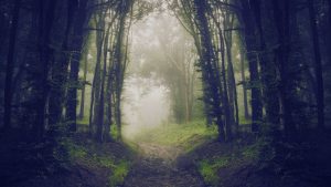 managing anxiety misty forest path