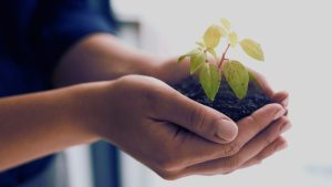 trauma emotional physical with a plant representing nurturing